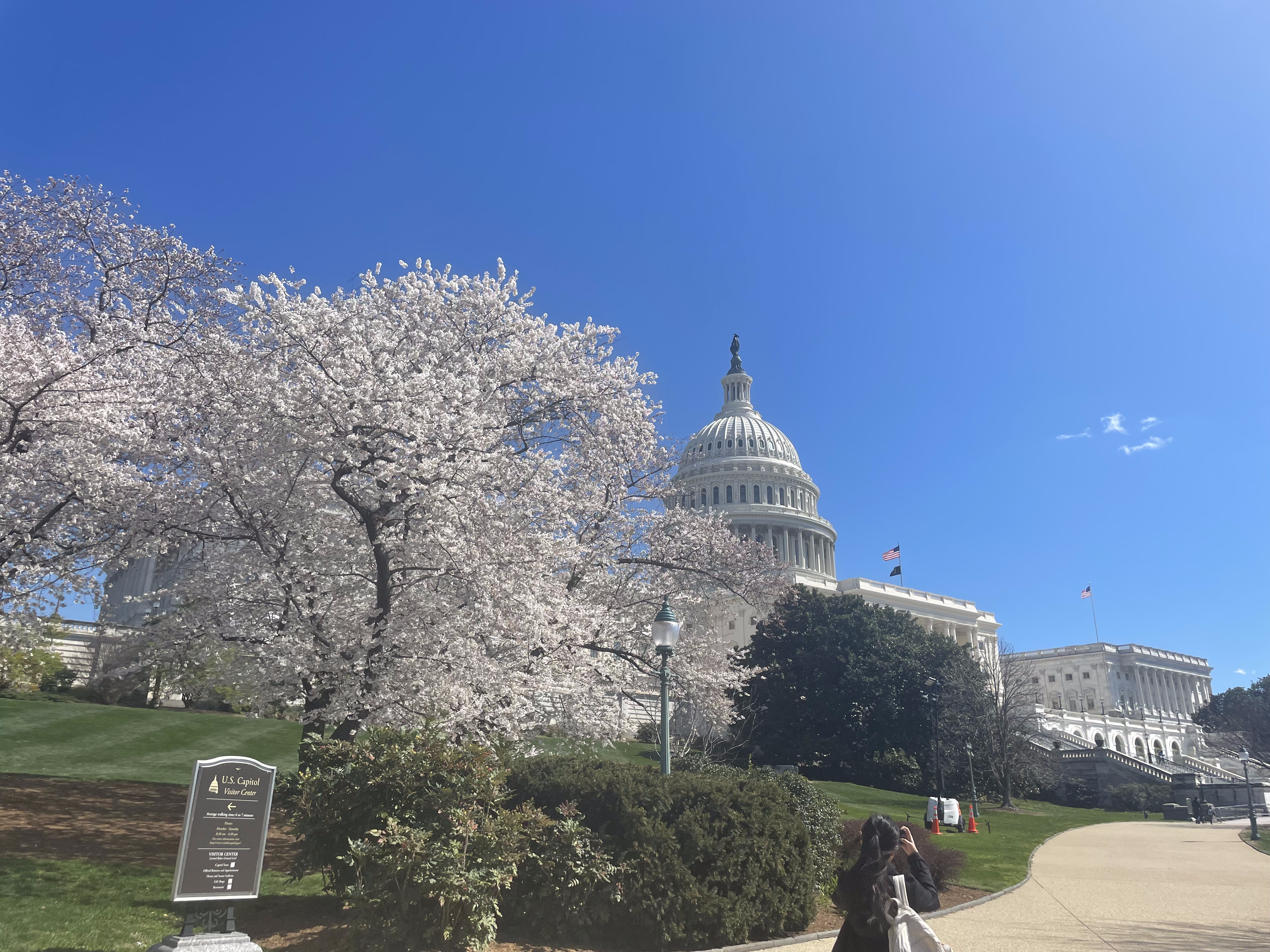 The US Capitol in spring.