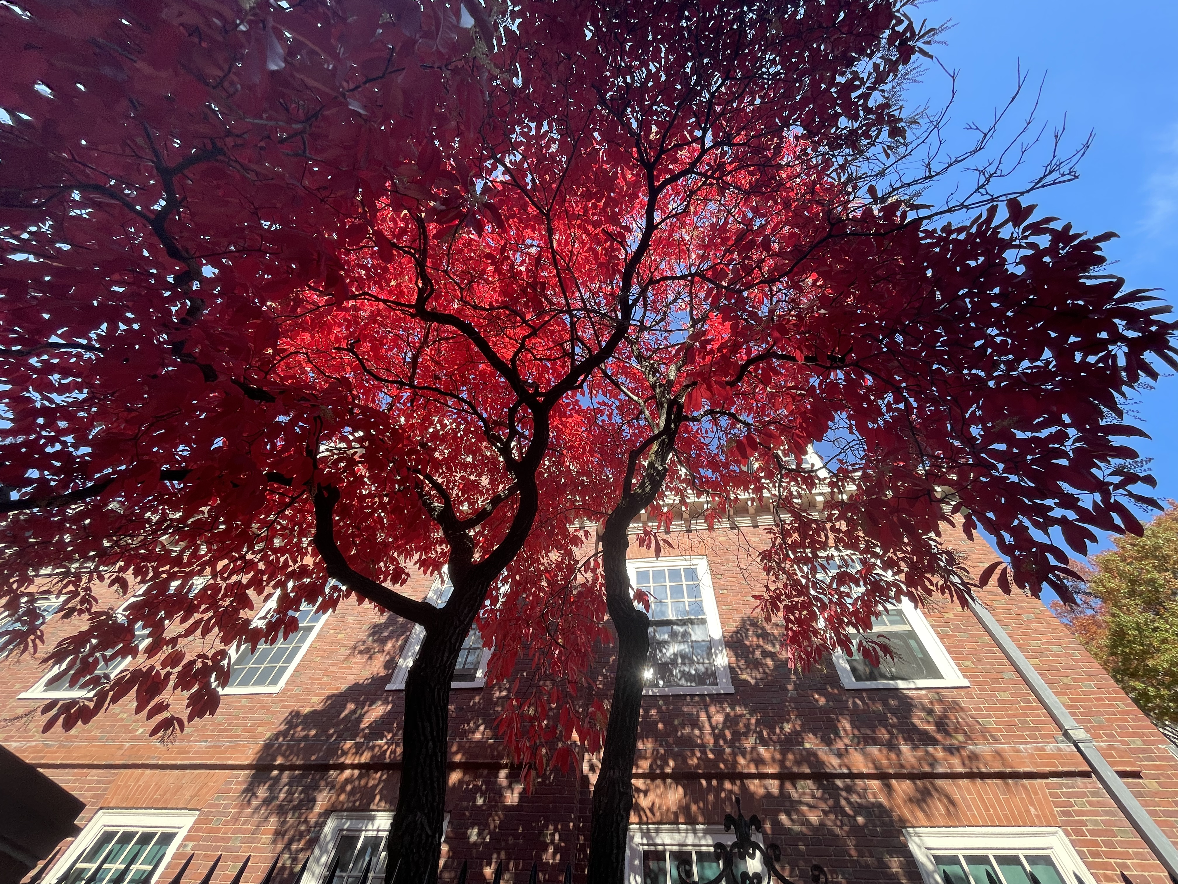 Fall trees.